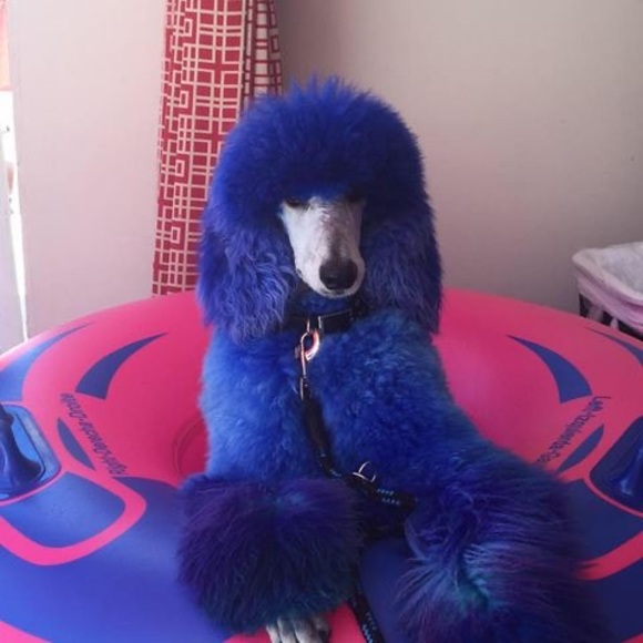 Meet your Posher, Jonelle - Picture 1 of 1